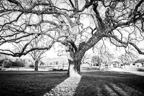 Kelly Stark Photography Fort Worth, Texas
